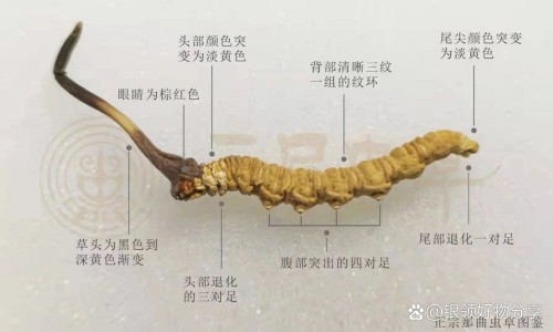 补肾强身片功能主治-补肾强肾片的功能主治-专业补肾强肾片有效果吗平台-补肾强肾片有效果吗